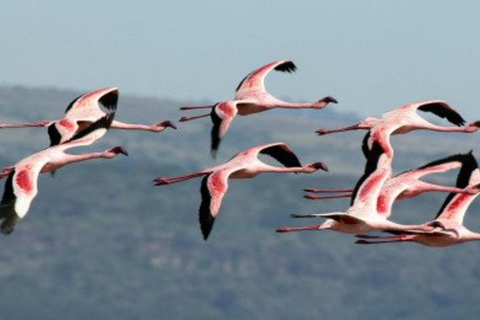 From Nairobi: 8-Day Mara, Nakuru, Naivasha & Amboseli Safari