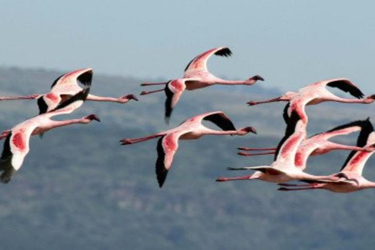 From Nairobi: 8-Day Mara, Nakuru, Naivasha & Amboseli Safari