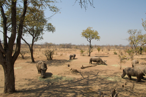 SAFÁRI E CAMINHADA COM RINOCERONTES BRANCOS EM LIVINGSTONE