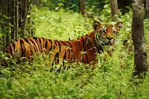 Tour del Parco Nazionale di Chitwan