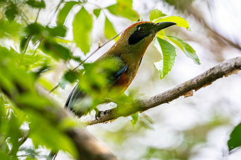 Birdwatching Tour At Poço Preto Trail