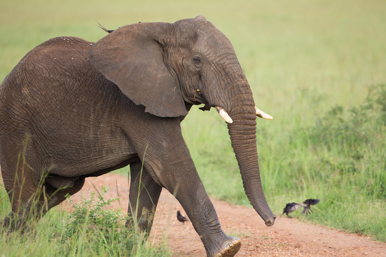 From Kampala/Entebbe: 3-Day Sipi Falls & Pian Upe Safari