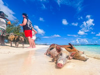 Pigs Beach & Turtle Encounter Group Tour - Housity