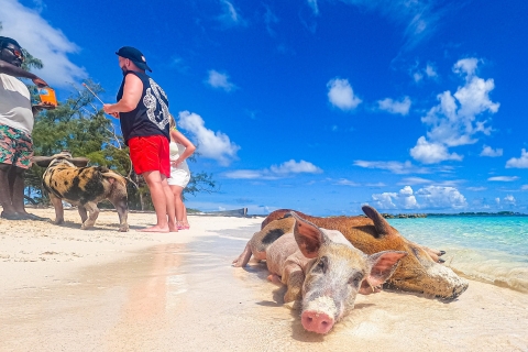 Excursión en grupo de medio día a la Isla Rosa de los Cerdos Nadadores y las Tortugas MarinasExcursión de medio día en grupo a la Isla Rosa de los Cerdos Nadadores