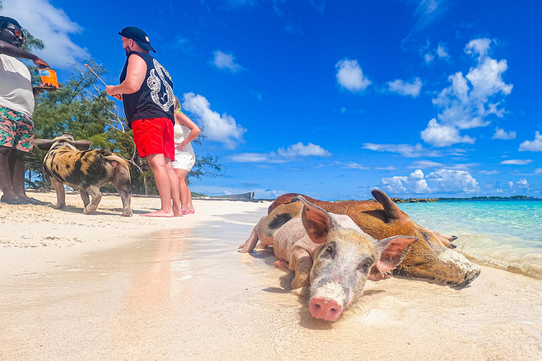 From Nassau: Swimming Pigs Island by Water Taxi with Drinks