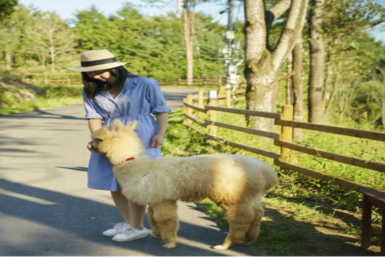 Alpaca World+Nami Island_Privat guidning