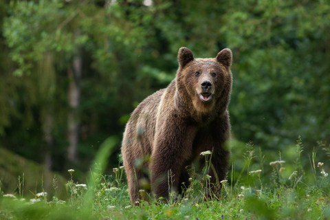 Brasov: Bear Sanctuary with Guaranteed Entry & Transfer