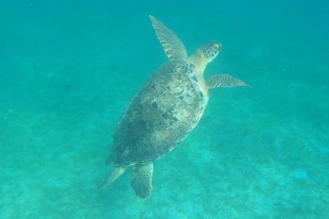 Martinique : Croisière dans les criques de corail et de tortues avec collations