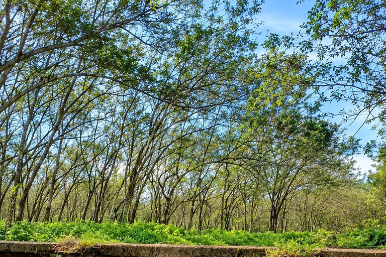 From Kochi: Athirappilly Waterfalls Experience with Brunch