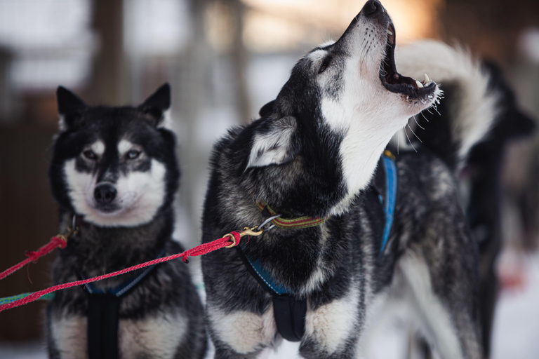 Arctic Highlights: Dogsledding & Reindeer Feeding Combo