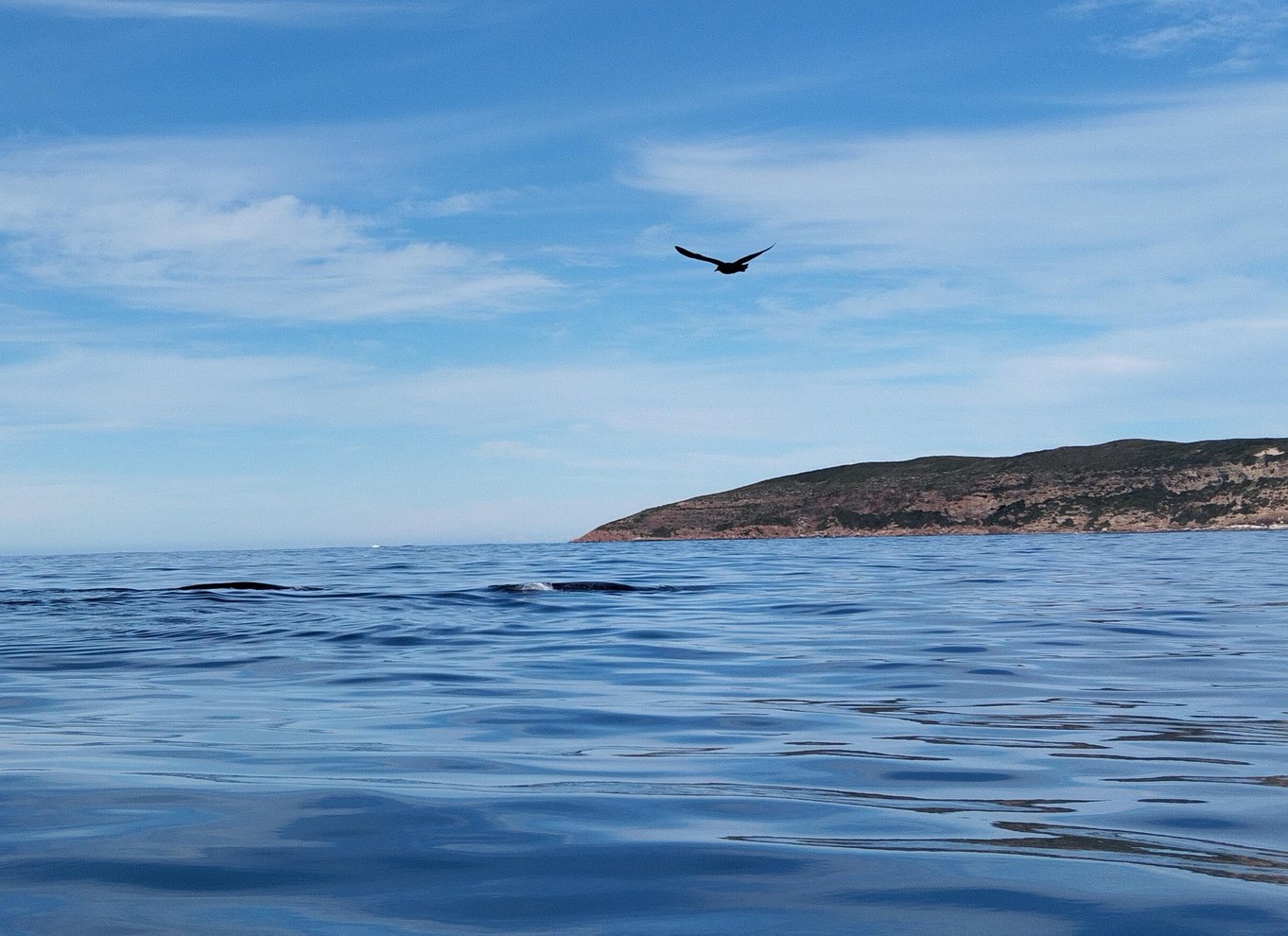 Plettenberg Bay: Hvalsafari med båd