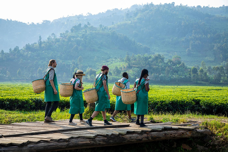 2-dniowa wycieczka kawowa nad jezioro Kivu2 dni od ziarna do filiżanki – kawa z jeziora Kivu
