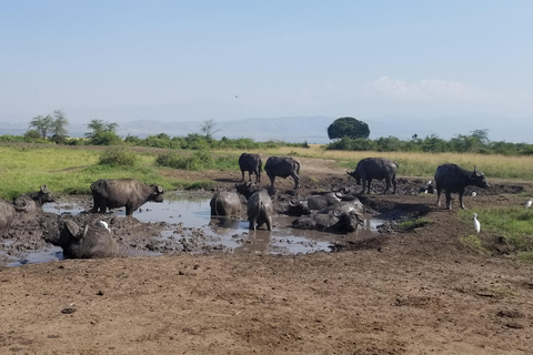 Z Kampali: 3-dniowe safari nad wodospadem Murchison z wędrówką z nosorożcem