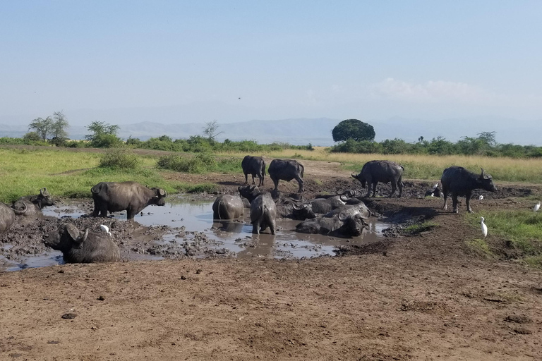 Au départ de Kampala : Safari de 3 jours aux chutes Murchison avec randonnée des rhinocéros