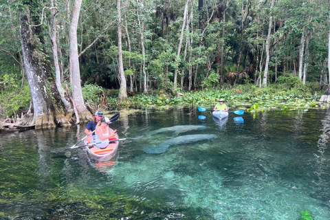 Silver Springs: Manatees, Monkeys, and Natural Spring Tour Luxury Wood Paddle Boards