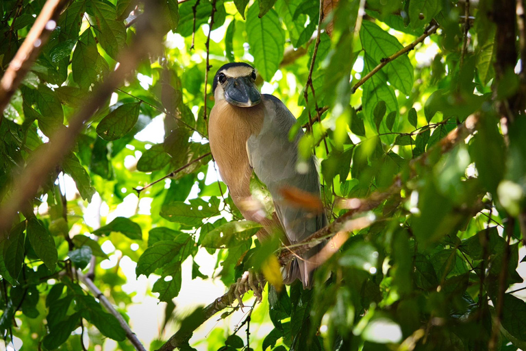 Tortuguero: Tour d&#039;avventura in canoa