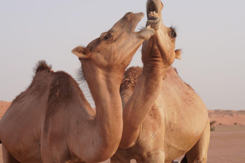 From Muscat: Full Day to Wahiba Sands and Wadi Bani Khalid