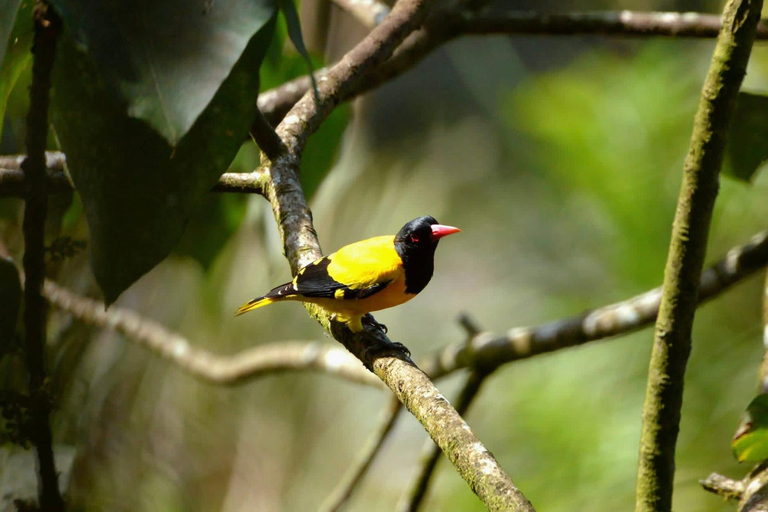Colombo: Kithulgala Rainforest Birdwatching Tour & Lunch Colombo: Kithulgala Birdwatching Group Tour & Lunch