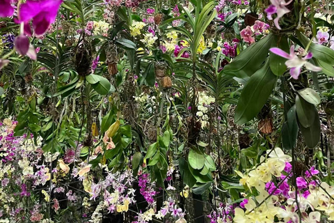 Macau teamLab SuperNature: Immersive Art Admission