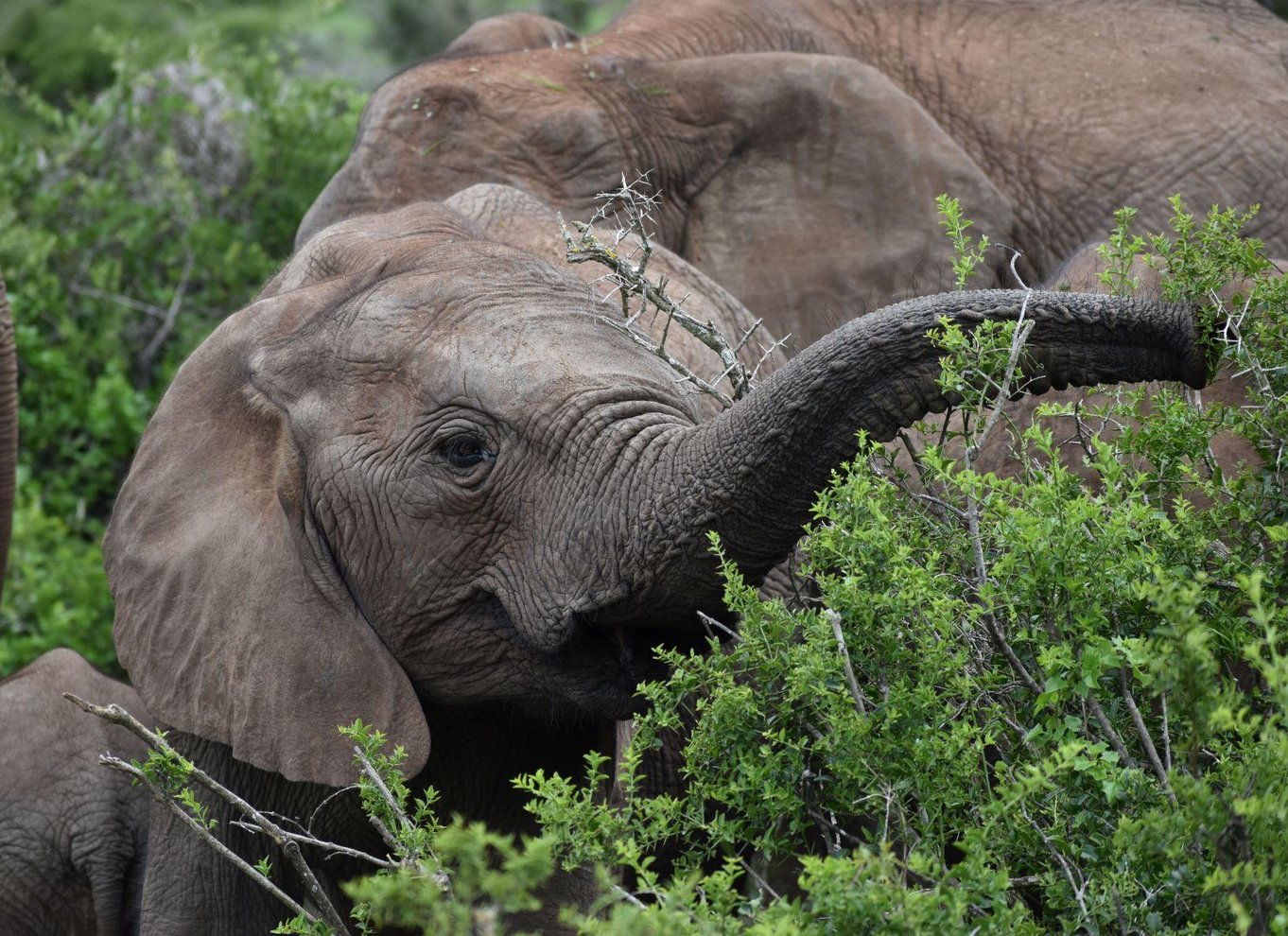 Port Elizabeth: Byrundvisning og dyrelivssafari i 4x4