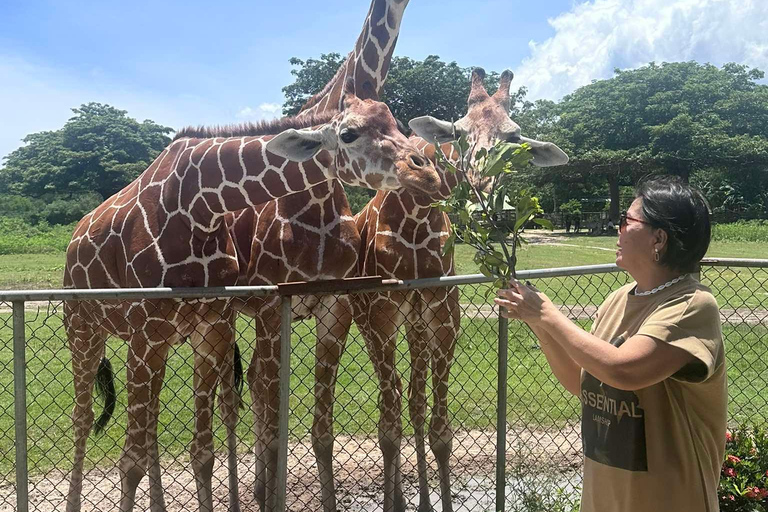 Coron; Calauit Safari Black Island Lunch &amp; Transfer inbegrepen