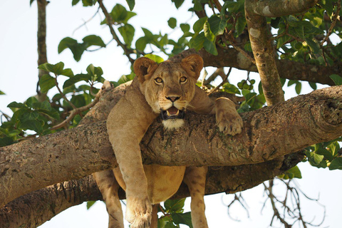 Uganda : 3-dagars safari i Drottning Elizabeths nationalpark