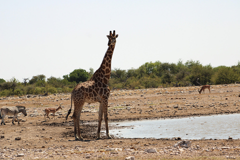 Windhoek: 3-Day Guided Safari in Etosha with Lodge