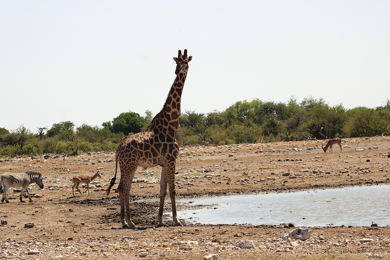 Windhoek: 3-Day Guided Safari in Etosha with Lodge