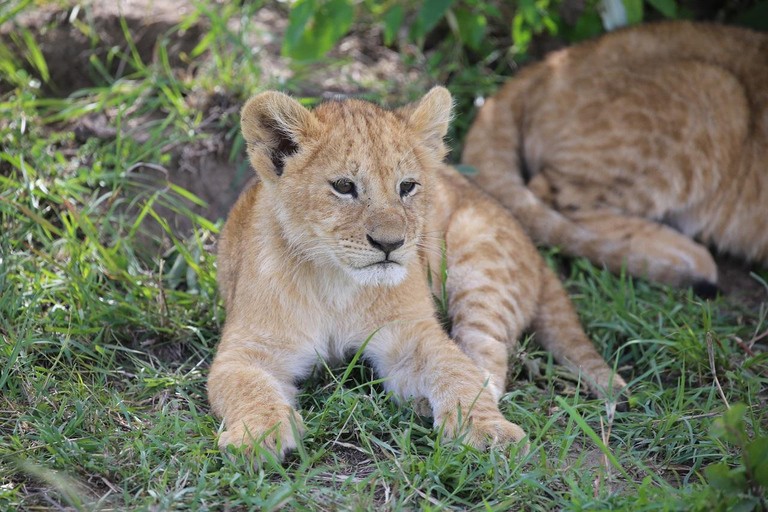 Tsavo East National Park: 3-Day Safari with Accommodation
