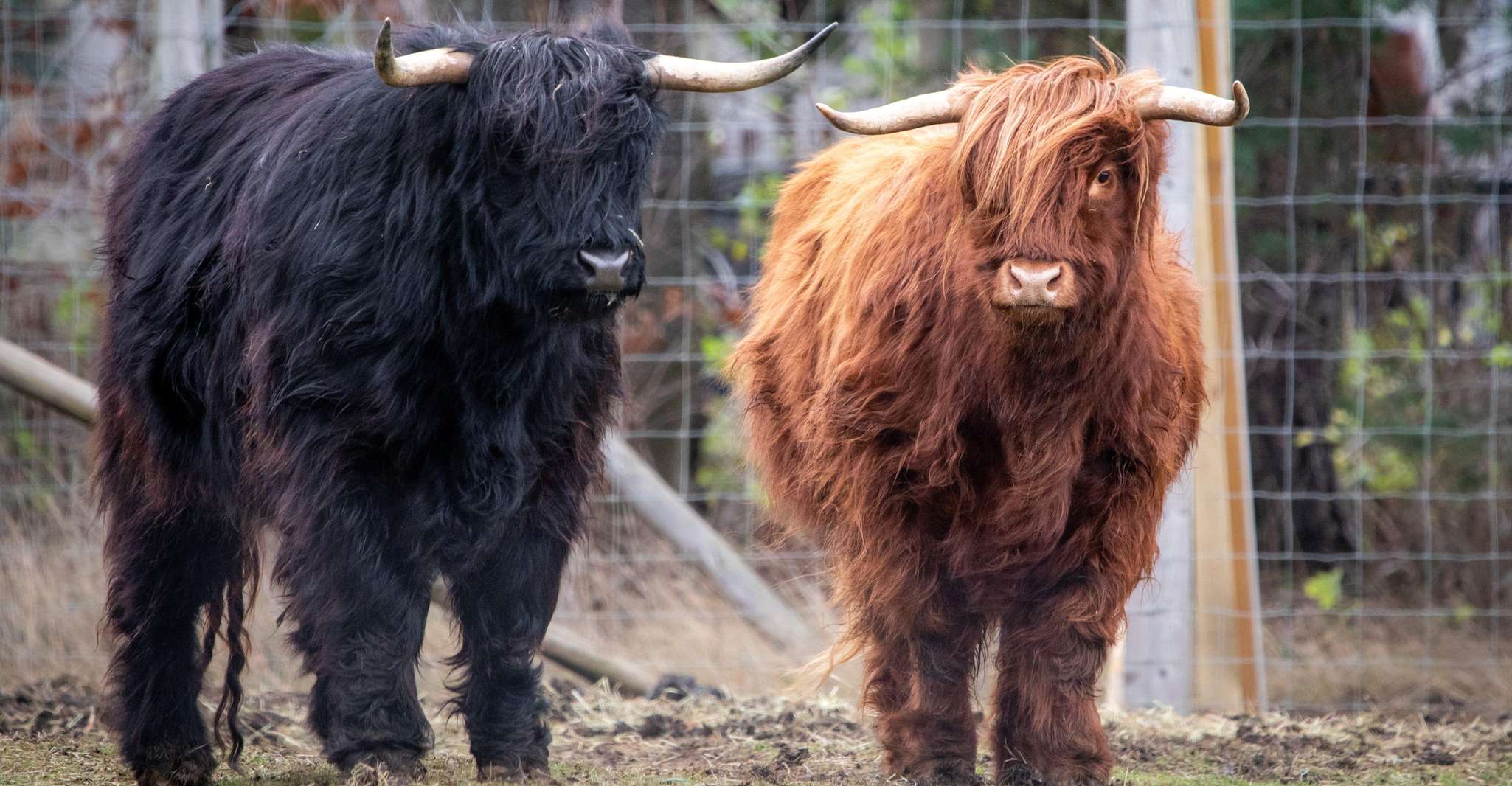 Edinburgh Zoo Entrance Ticket