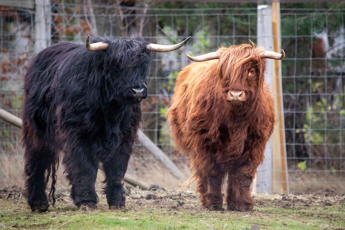 에든버러 동물원 입장권