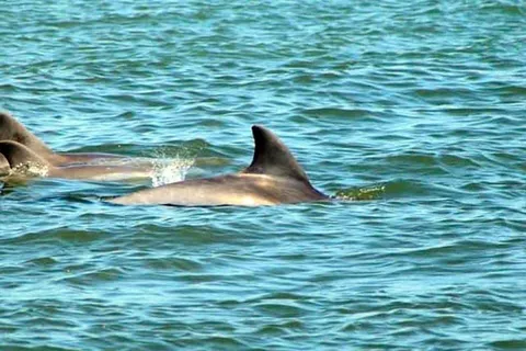 St. Augustine: Tour in barca con delfini e fauna selvatica