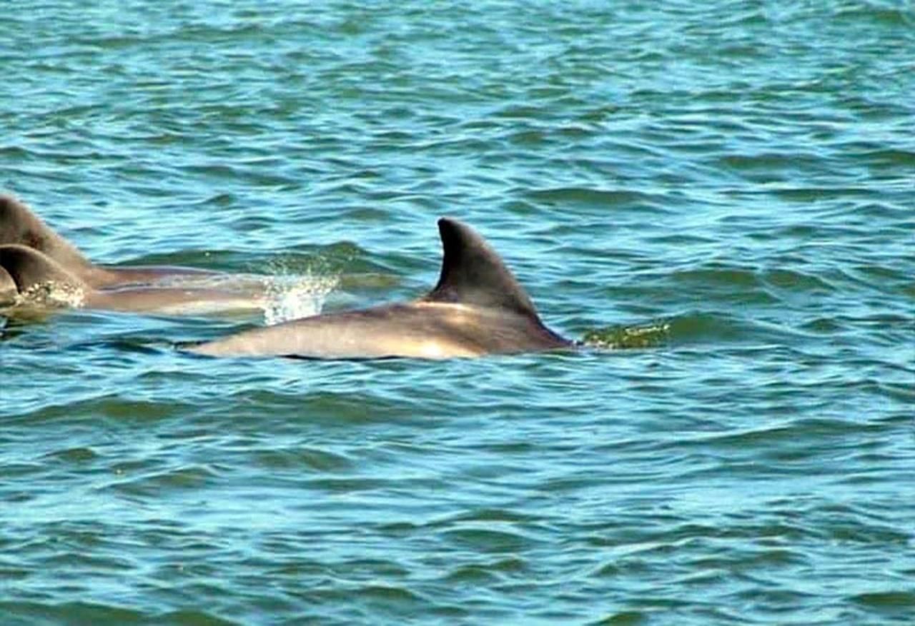 St. Augustine: Historische Bootstour für Delfine und Wildtiere