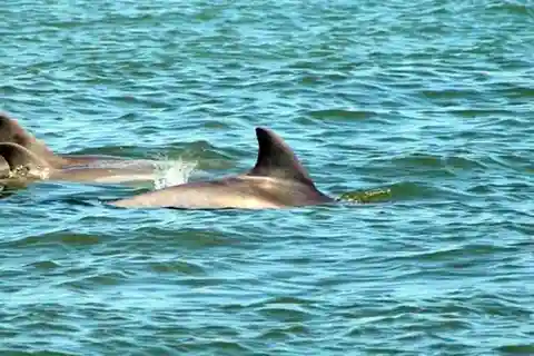 St. Augustine: Dolphin and Wildlife Historical Boat Tour