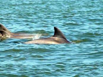Augustine : Tour en bateau historique sur les dauphins et la faune