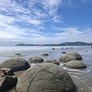 Moeraki Boulders & North Otago Wildlife tour from Dunedin Moeraki Boulders & North Otago Wildlife tour from Dunedin
