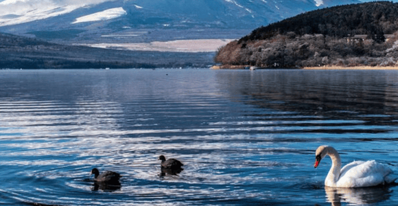 Tokio: Privater Tour zum Fuji und nach Hakone mit englischsprachigem Fahrer