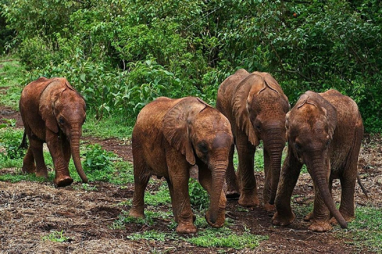 Parco nazionale di Nairobi, orfanotrofio degli elefanti e centro delle giraffeParco Nazionale di Nairobi, DSWT e Centro delle Giraffe senza ingresso
