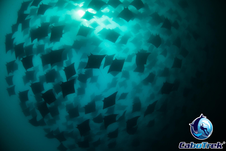 Safari z rurką Mobula RayPrywatne safari z rurką Mobula Ray