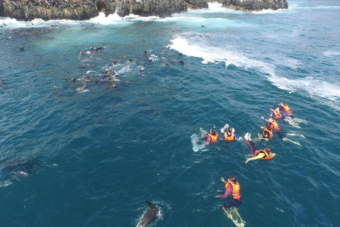 Callao: Palomino Islands Yacht Tour with Sea Lions Swim