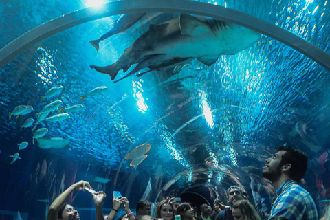 Découvrez AquaRio et le Boulevard Olympique : Vie marine et art