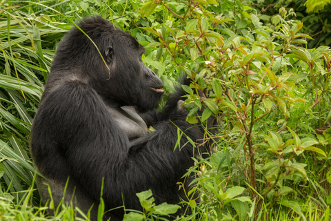 De Nairobi: Safari de 7 dias em Masai Mara e Bwindi Gorilla