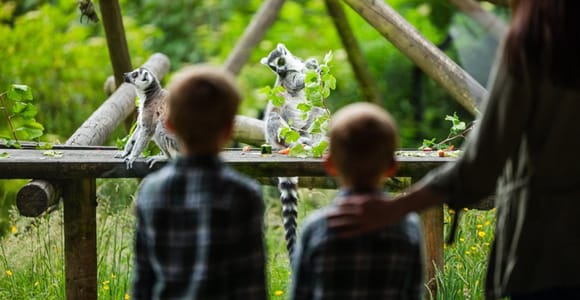 Belfast Zoo: Entry Ticket