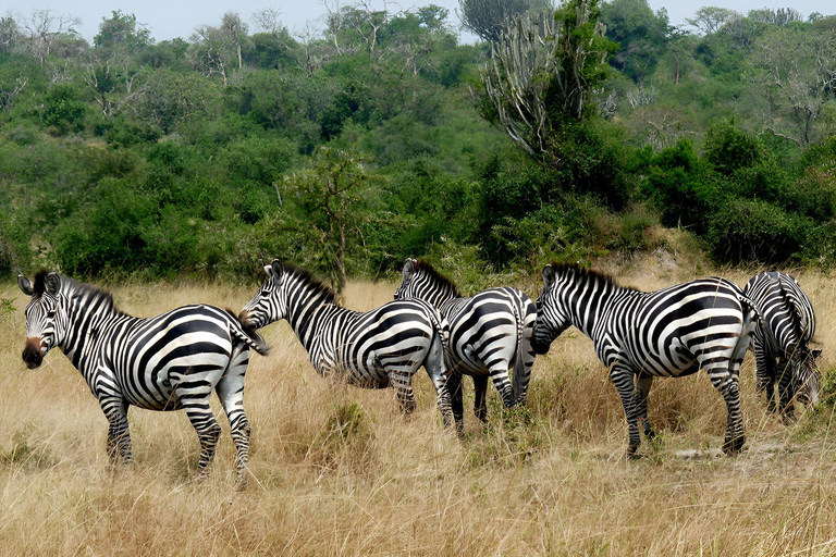 Lake Mburo National Park med Equator, safari och kryssning