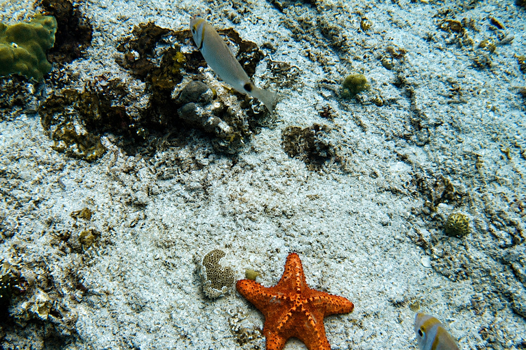 Boa Vista: Snorkeling Tour to 2 Reefs on Djeu Island Group Tour - Uninhabited island snorkel