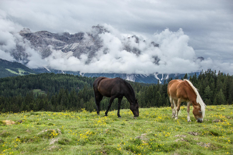 Quebec City: Mountain Trail Horseback Discovery Ride