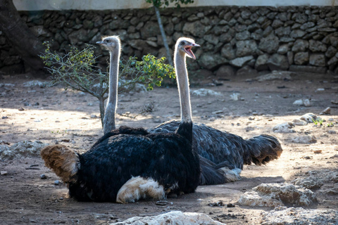 De Hammamet/Nabeul: Visita o parque de animais de Friguia