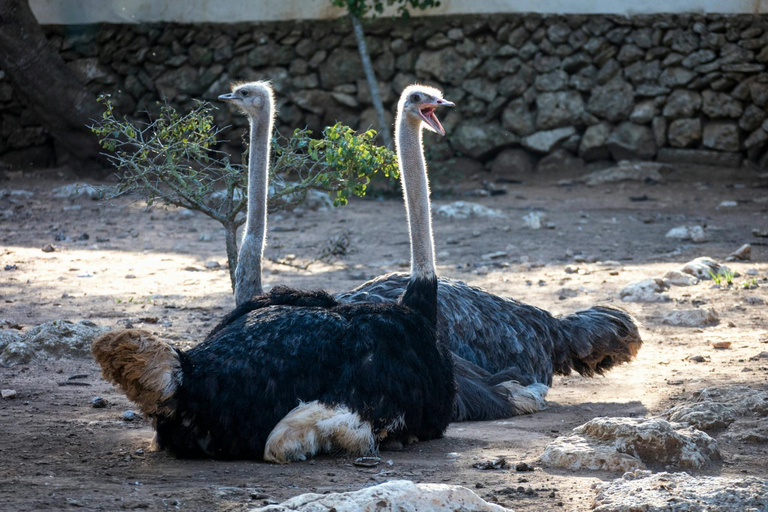 Vanuit Hammamet/Nabeul: Uitstapje naar dierenpark Friguia