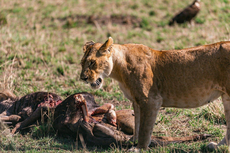 De Mombasa/Diani: Safári particular de 2 dias e 1 noite em Tsavo East