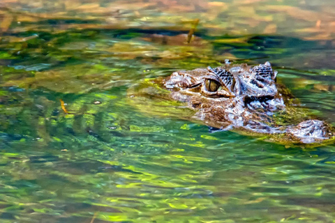 Park Narodowy Tortuguero: Najlepsze rzeczy do zrobienia w Tortuguero